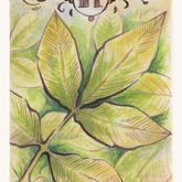 Green Witch Card x Inktober 2020: Hickory