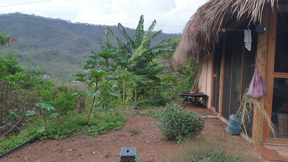 bananas near house.jpg