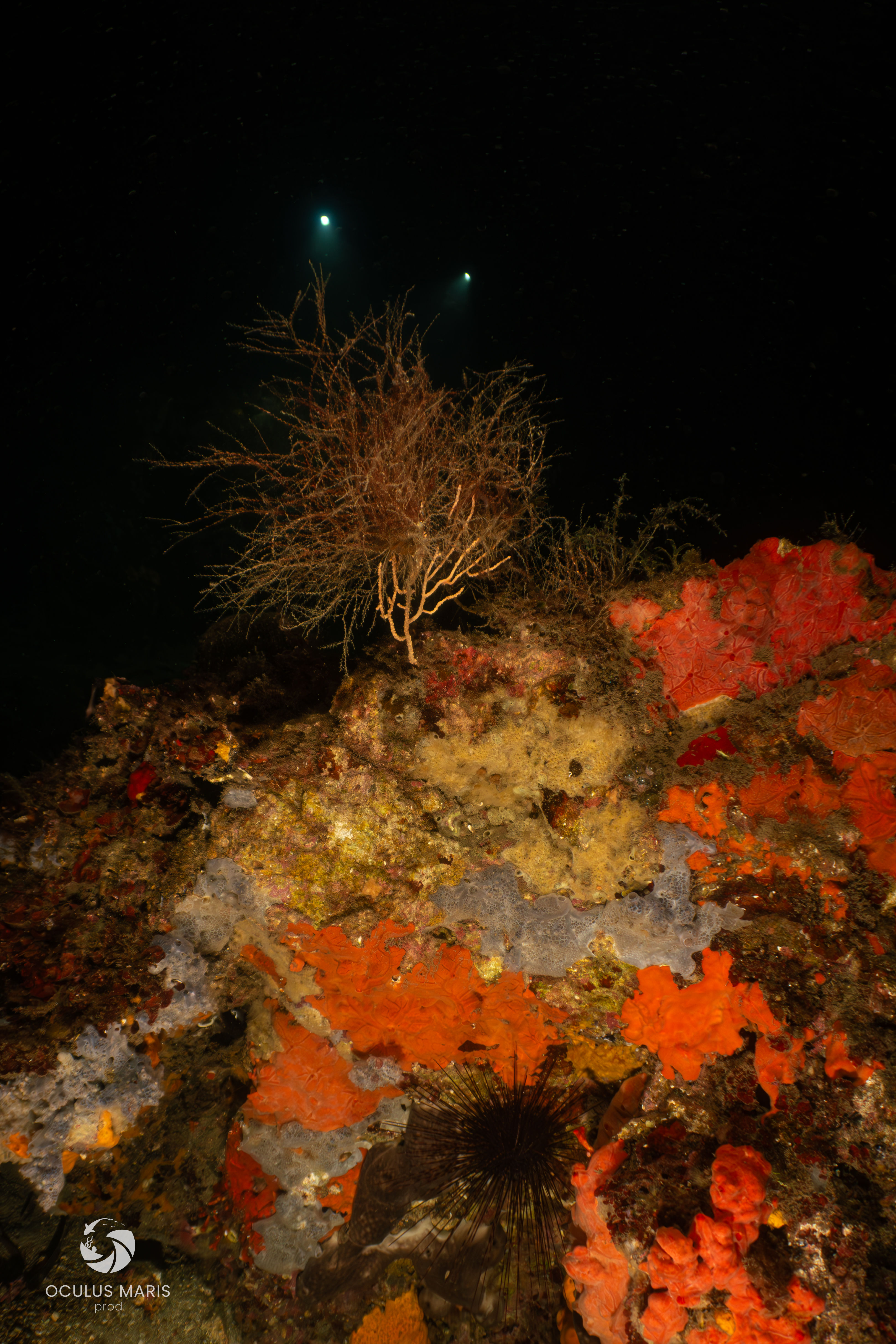 AM#9 - Enlightening the Hidden Life