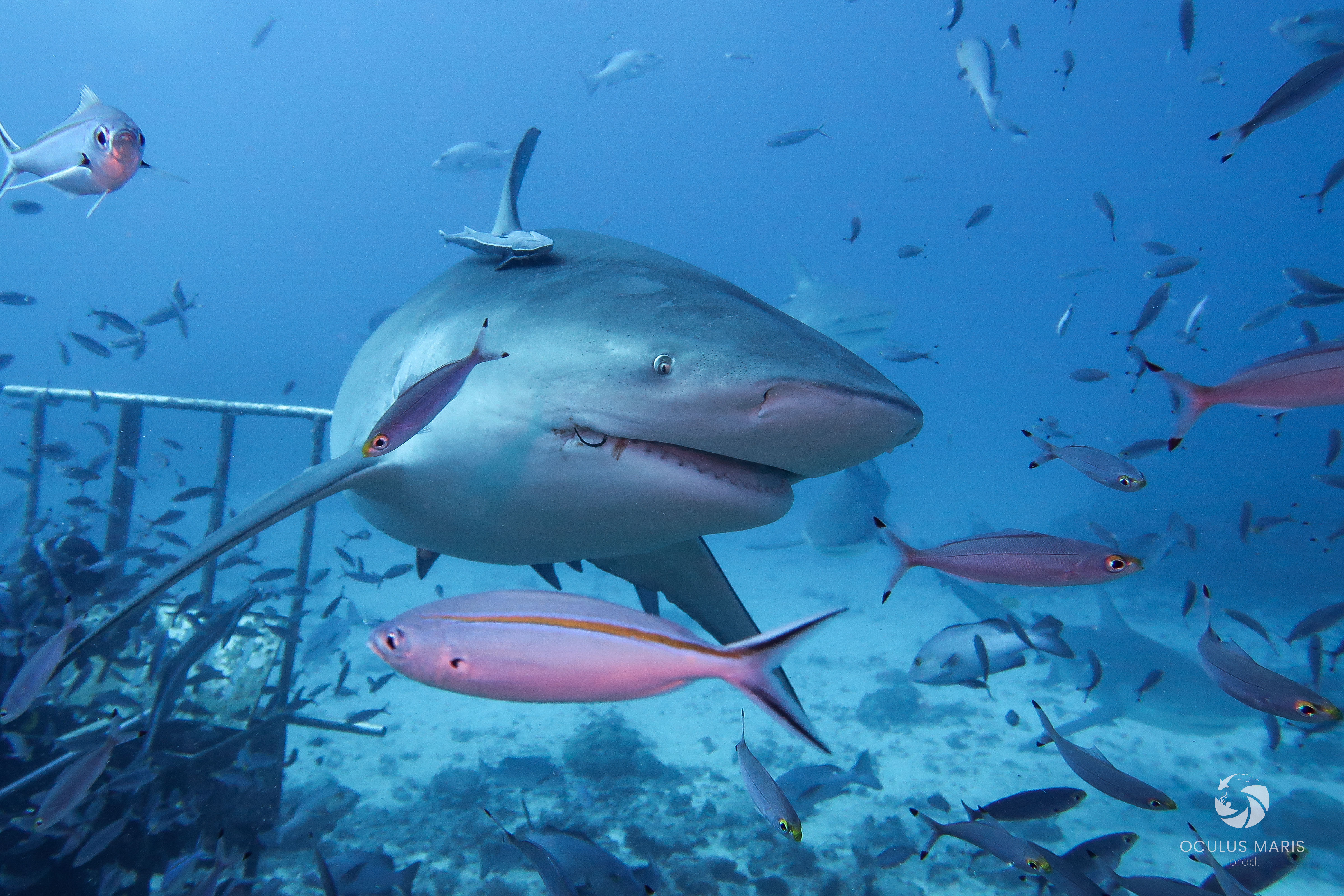 SR#5 - Smile, you're being filmed