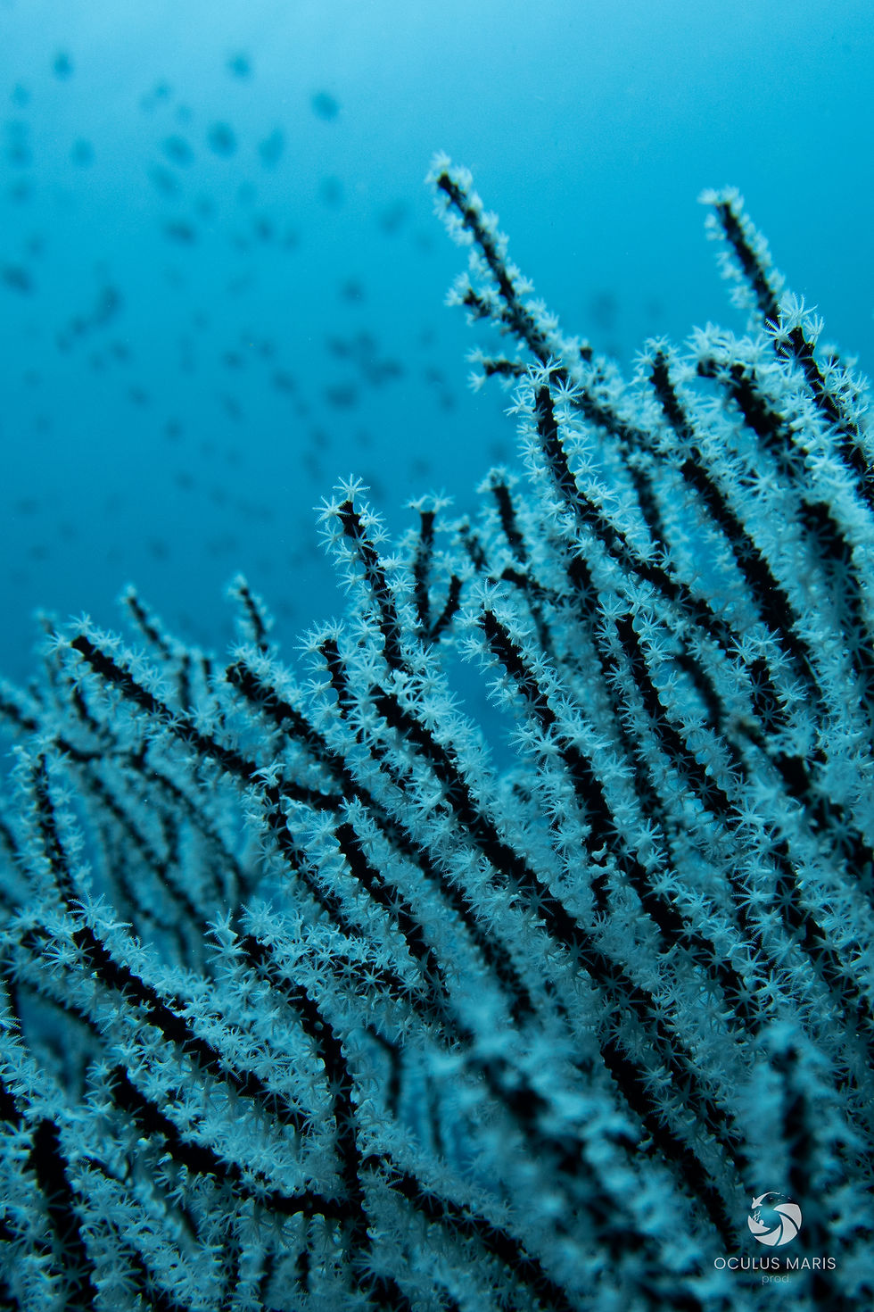 CR#7 - Dressed in black & white