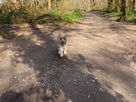 Tehidy - what has happened since Storm Goretti?