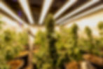 Cannabispflanzen