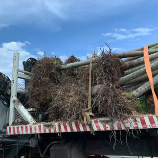 ¡Ni idea! Fonatur desconoce si habrá una campaña de reforestación en la carretera Cancún-Tulum