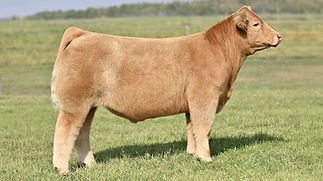 1KAY-R TAG 844 STEER.jpeg