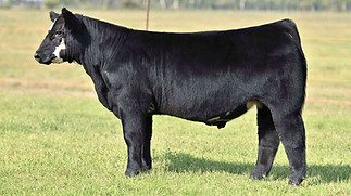 4KAY-R TAG 1829 STEER.jpeg