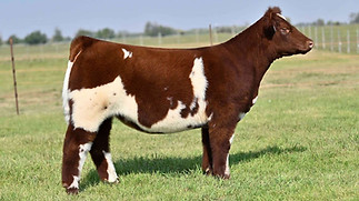 7KAY-R TAG 2583 HEIFER.jpeg