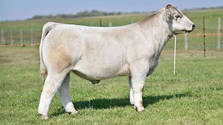 9KAY-R TAG 2236 STEER.jpeg