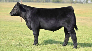 13KAY-R TAG 2155 STEER.jpeg