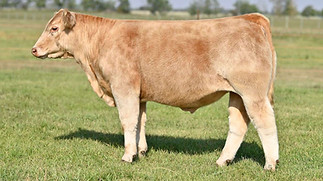 14KAY-R TAG 2167 STEER.jpeg