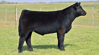 15KAY-R TAG 48 STEER.jpeg