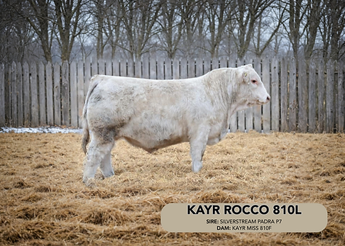 KAYR ROCCO 810L (1).png