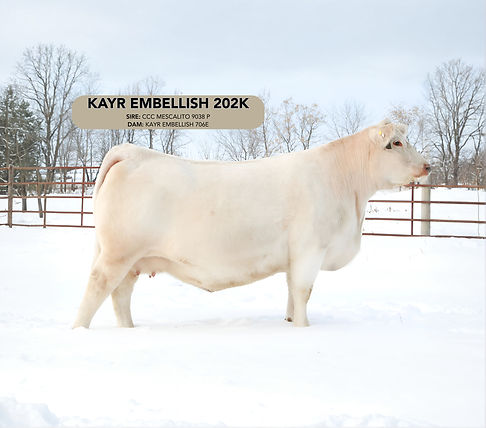 KAYR EMBELLISH 202K (1)_edited.jpg