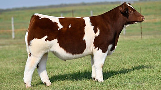 11KAY-R TAG 51 STEER.jpeg