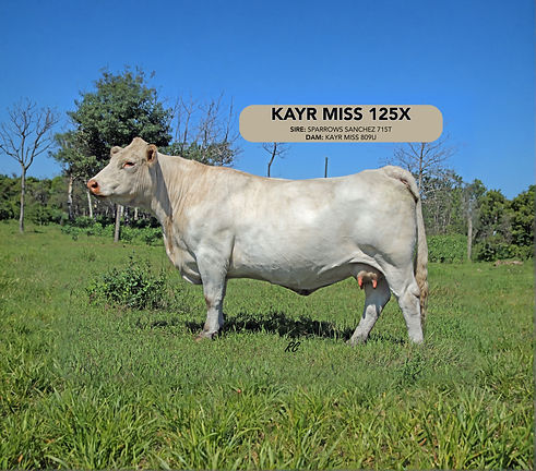 KAYR 125X_edited.jpg