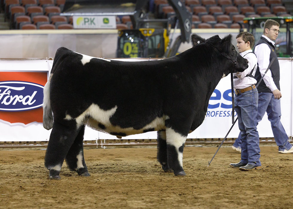 Oreo steer 1