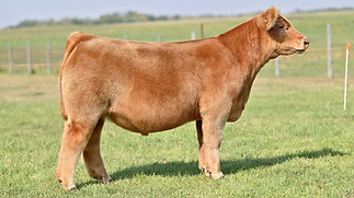 2KAY-R TAG 1003 STEER.jpeg