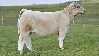 6KAY-R TAG 1903 STEER.jpeg
