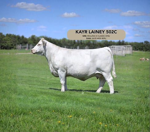 KAYR LAINEY 502C- copy_edited.jpg