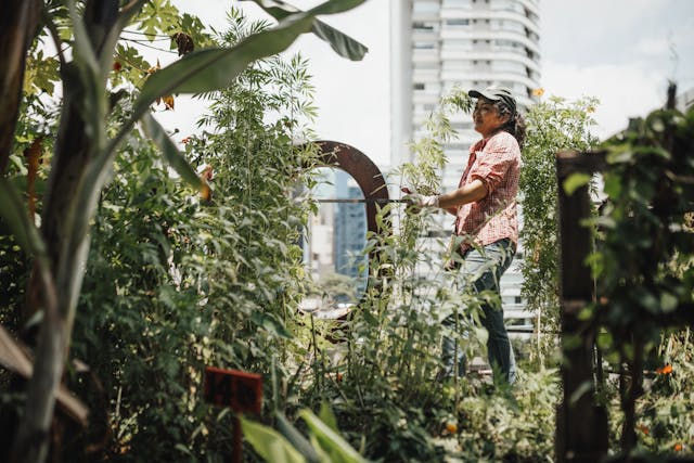 Person in a cap tends a lush urban garden. Tall plants surround them with a skyscraper backdrop.