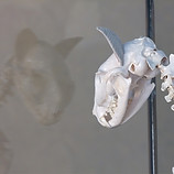 Toxoplasma gondii, installazione