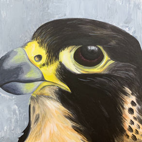 Falcon by day