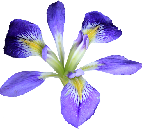 purple iris