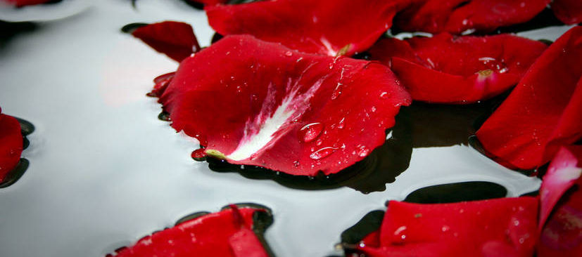 rose petals in water