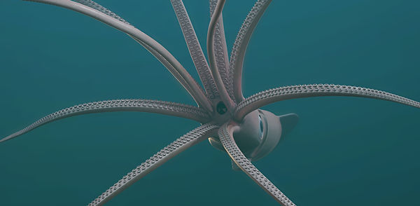 octopus