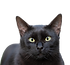 Highres_cat