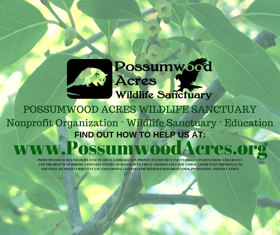 home wildlife education rescue rehab hubert north carolina
