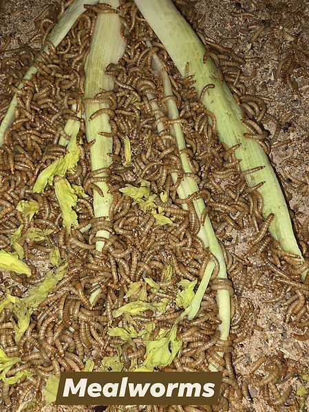 Mealworms.jpg