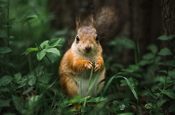Photo d'un écureuil. Photo of a squirrel.