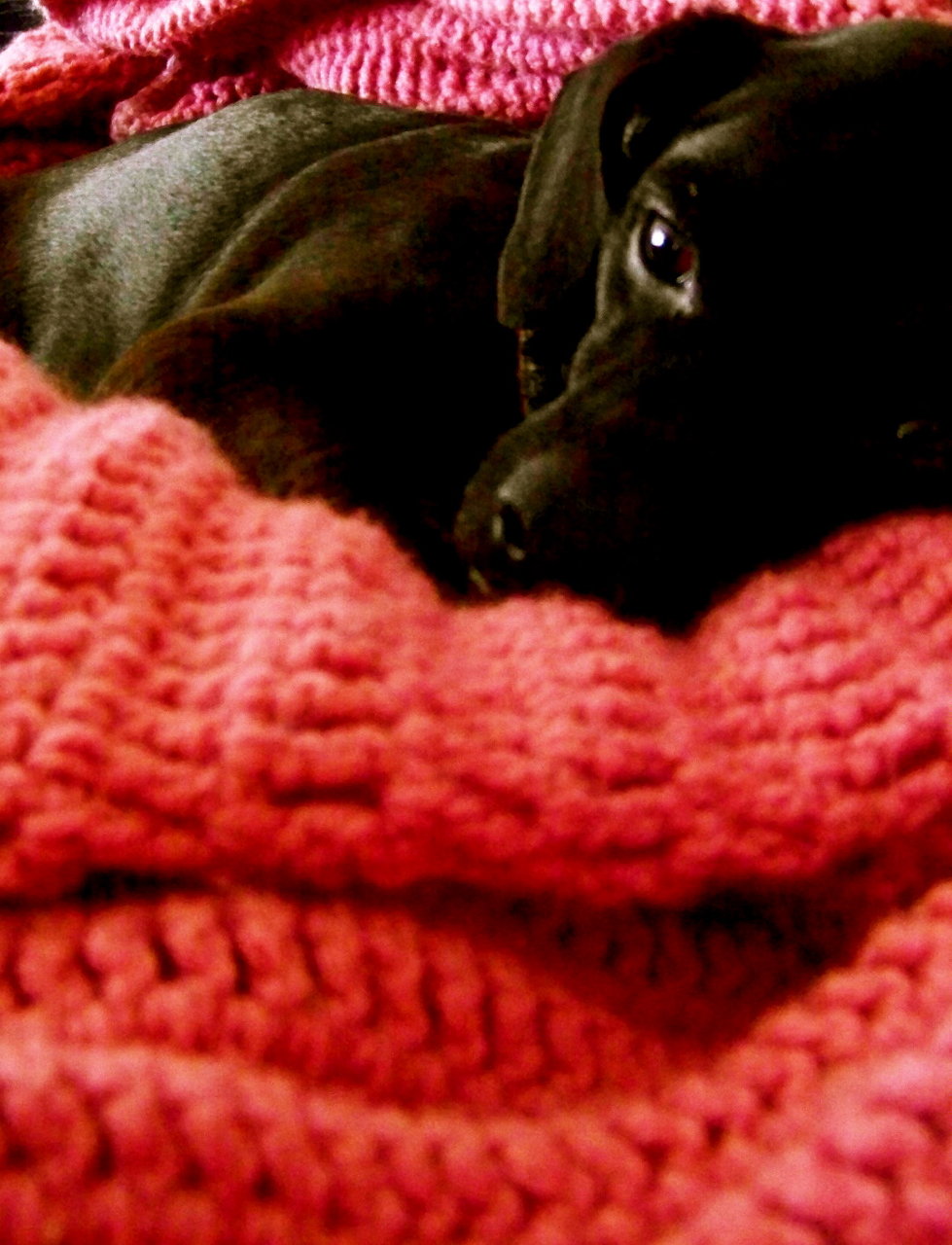 kingston into thoughtful nap