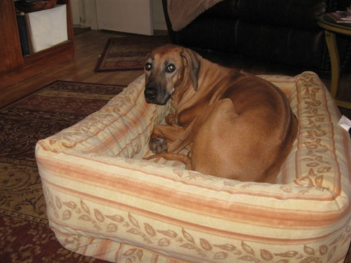 wilkinson dog beds