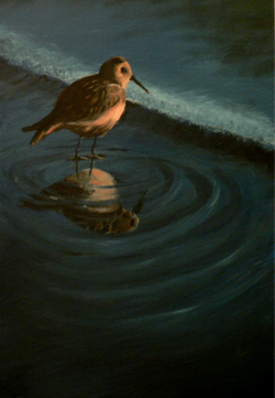 Sandpiper