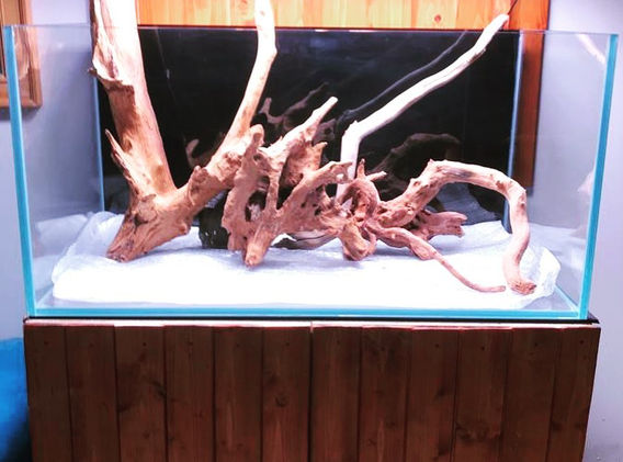 Composition aquarium.jpg