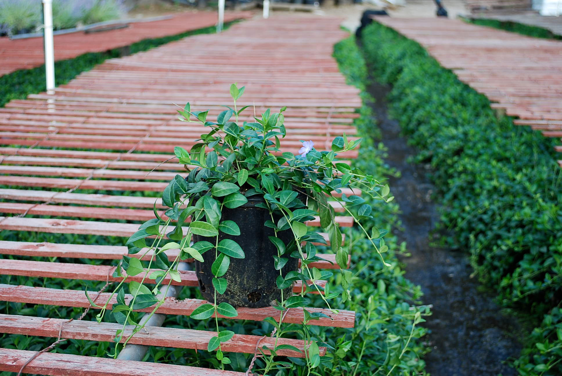 Vinca/Myrtle/Periwinkle