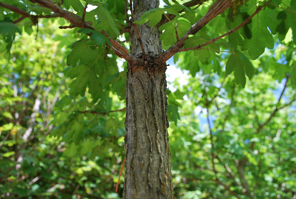 Thumbnail: Hedge Maple