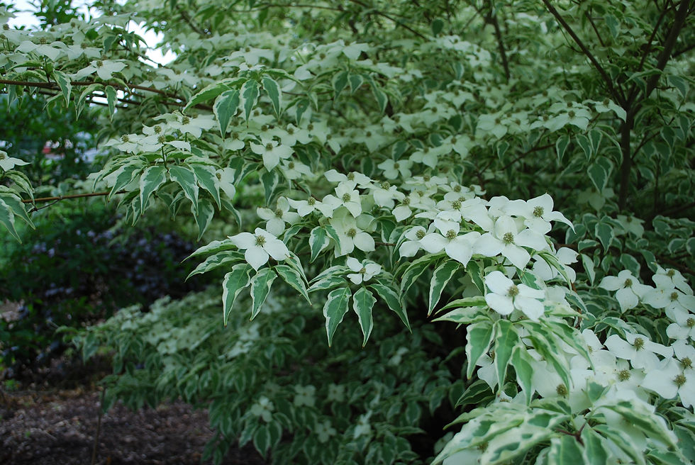 Thumbnail: Wolf Eyes Kousa Dogwood