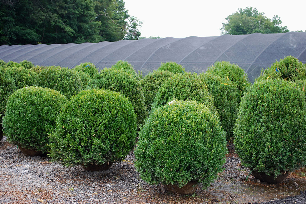 Thumbnail: Common Boxwood