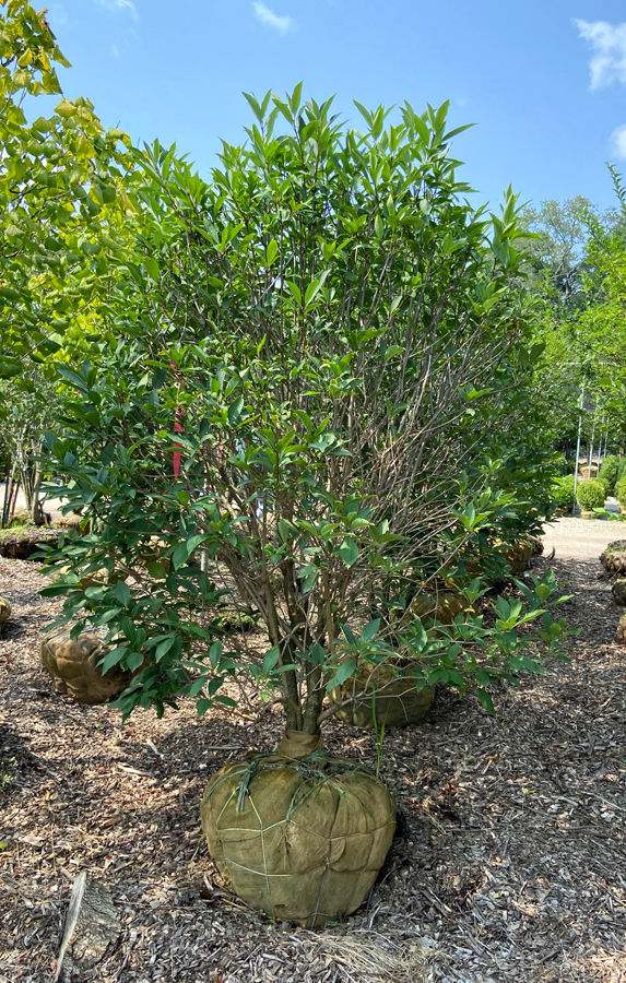 American Fringe Tree