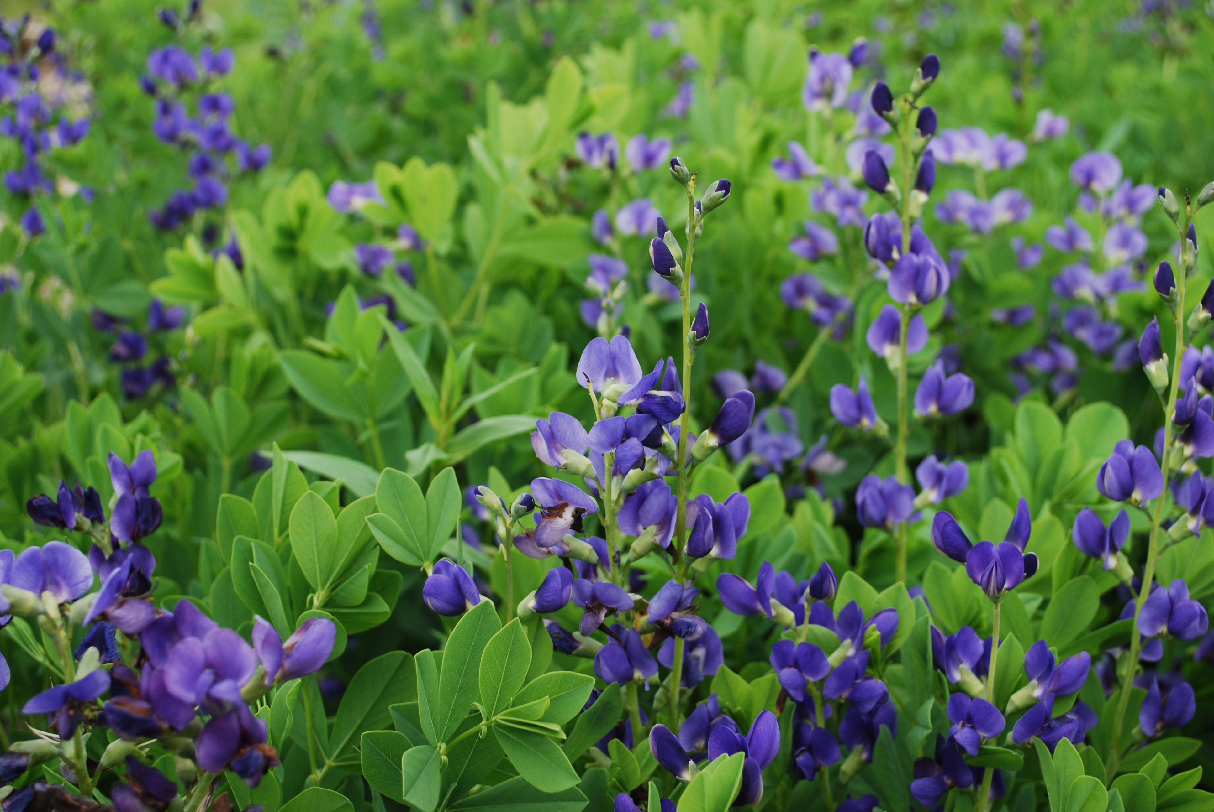 False Indigo