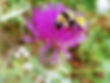 bee on flower.jpg