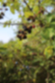 Nos ateliers sont accessibles aux entreprises (team-building) et aux particuliers (EVJF, anniversaires…) et seront axés autour de la permaculture.