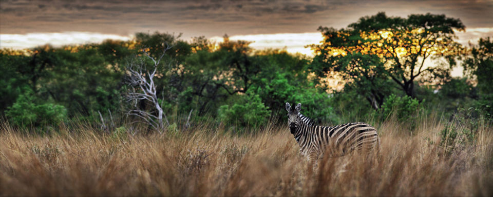 african_bushveld_s.jpg