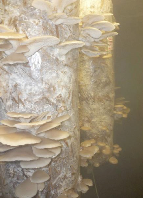 Oyster Mushrooms Fruiting