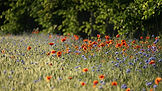 Environmental Land Management Scheme Test Pilot