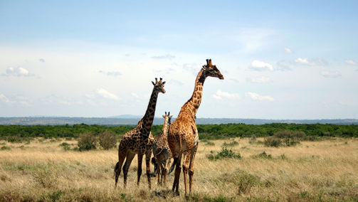 Giraffes in the Maasai Mara National Reserve