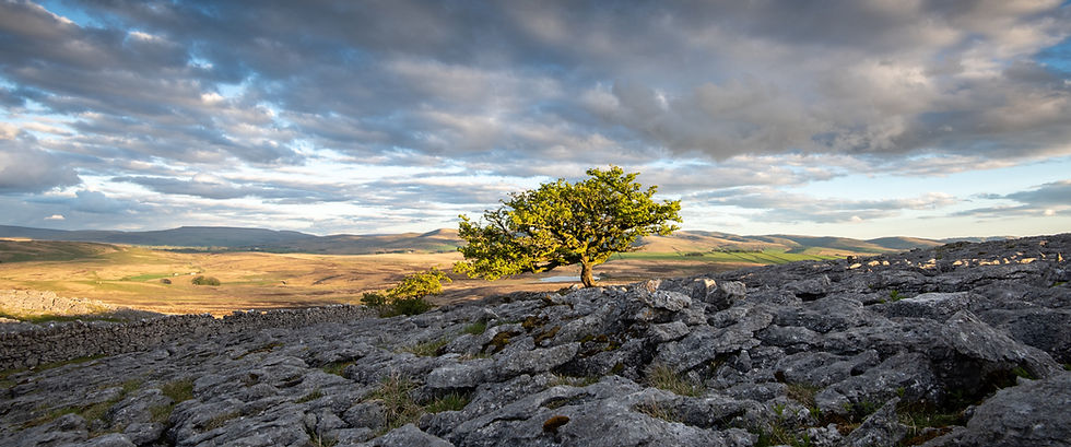 Hawthorn on limestone pavement at Little Asby, Cumbria rob frasersomewhere-nowhere.com.jpg